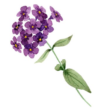 Mor phlox çiçek yeşil yaprakları ile. İzole phlox illüstrasyon öğesi. Suluboya arka plan illüstrasyon seti.