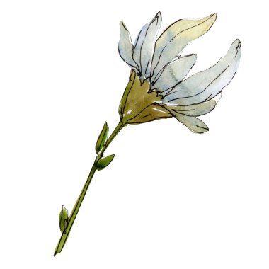 Papatya çiçek yeşil yaprakları ile. İzole daisy illüstrasyon öğesi. Suluboya arka plan illüstrasyon seti.