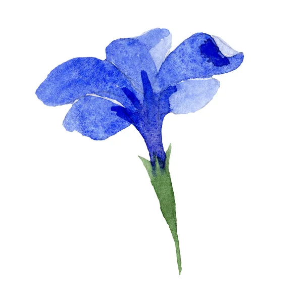 Fleur de phlox bleue. Elément d'illustration phlox isolé. Ensemble d'illustration de fond aquarelle . — Photo
