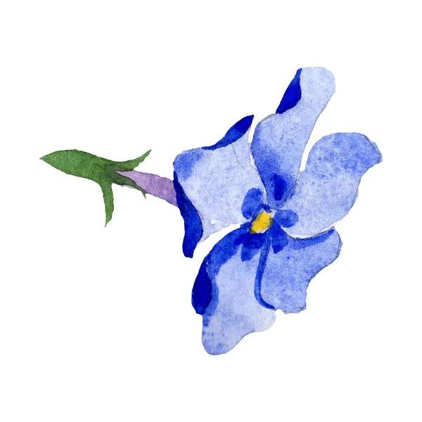青い芝桜の花。孤立した芝桜の図要素。水彩画背景イラスト セット. — ストック写真