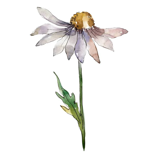 Daisy flor com folhas verdes. Isolado elemento de ilustração margarida. Conjunto de ilustração de fundo aquarela . — Fotografia de Stock