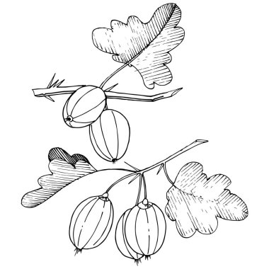 Vektör. Siyah ve beyaz mürekkep sanat kazınmış. İzole Bektaşi üzümü Il