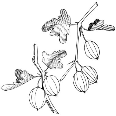 Vektör. Siyah ve beyaz mürekkep sanat kazınmış. İzole Bektaşi üzümü Il