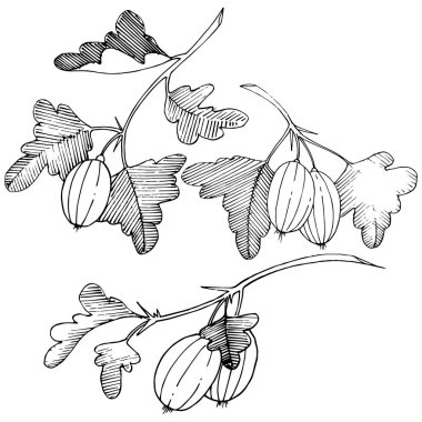 Vektör. Siyah ve beyaz mürekkep sanat kazınmış. İzole Bektaşi üzümü Il