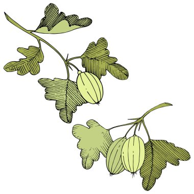 Vektör. Siyah ve beyaz mürekkep sanat kazınmış. İzole Bektaşi üzümü Il