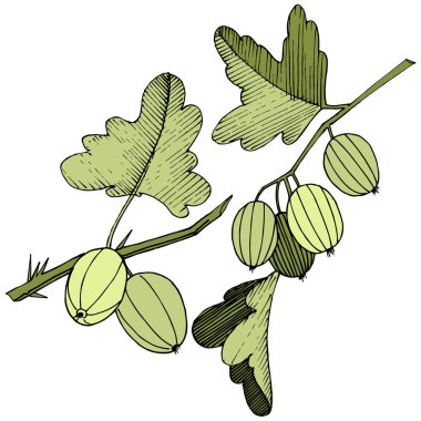 Vektör. Siyah ve beyaz mürekkep sanat kazınmış. İzole Bektaşi üzümü Il