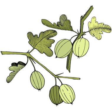 Vektör. Siyah ve beyaz mürekkep sanat kazınmış. İzole Bektaşi üzümü Il