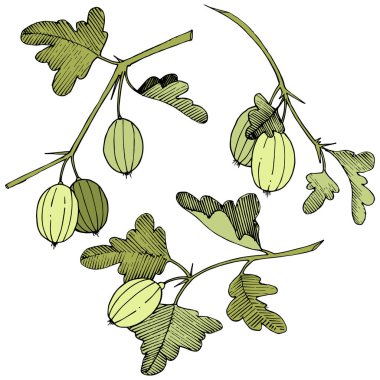 Vektör. Siyah ve beyaz mürekkep sanat kazınmış. İzole Bektaşi üzümü Il