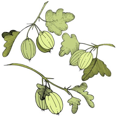 Vektör. Siyah ve beyaz mürekkep sanat kazınmış. İzole Bektaşi üzümü Il