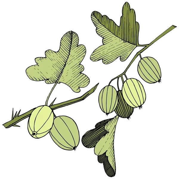 Vektör. Siyah ve beyaz mürekkep sanat kazınmış. İzole Bektaşi üzümü Il