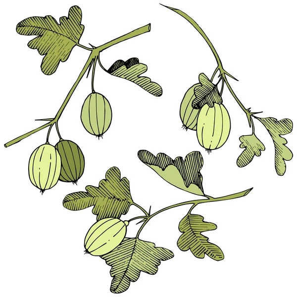 Vektör. Siyah ve beyaz mürekkep sanat kazınmış. İzole Bektaşi üzümü Il