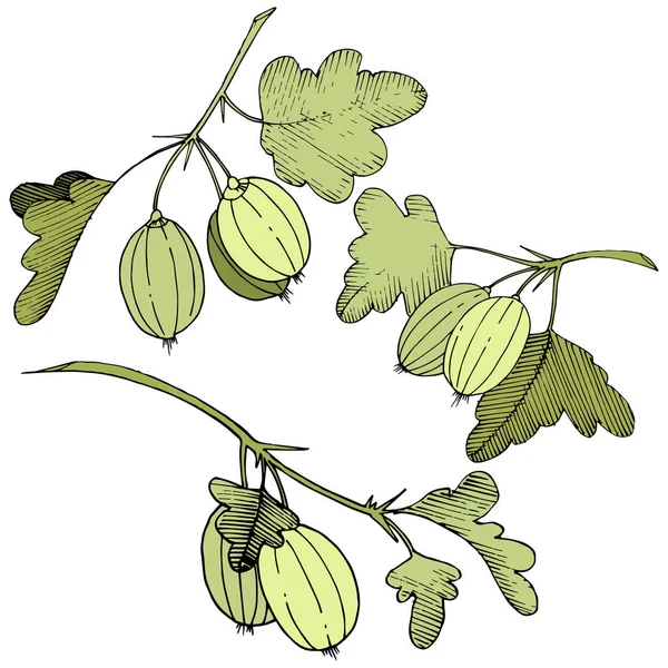 Vektör. Siyah ve beyaz mürekkep sanat kazınmış. İzole Bektaşi üzümü Il