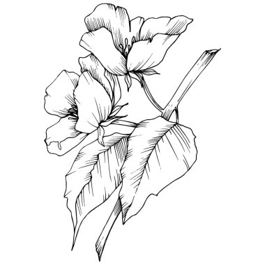 Vektör. Appe çiçeği çiçek. Vahşi bahar yaprak. İzole elma b