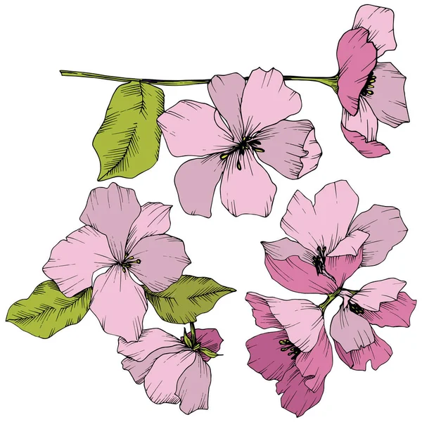 Διάνυσμα. Appe ανθισμένα λουλούδια. Ροζ και πράσινο χαραγμένο μελάνι τέχνης. Εγώ — Διανυσματικό Αρχείο