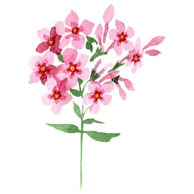 Phlox çiçek yeşil yaprakları ile pembe. İzole phlox illüstrasyon öğesi. Suluboya arka plan illüstrasyon seti.