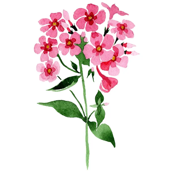 Roze phlox bloemen met groene bladeren. Geïsoleerde phlox illustratie element. Aquarel achtergrond afbeelding instellen. — Stockfoto