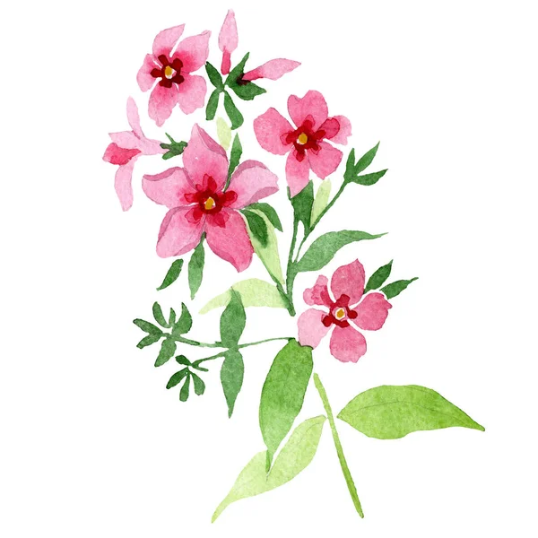 緑の葉とピンクの芝桜の花。孤立した芝桜の図要素。水彩画背景イラスト セット. — ストック写真