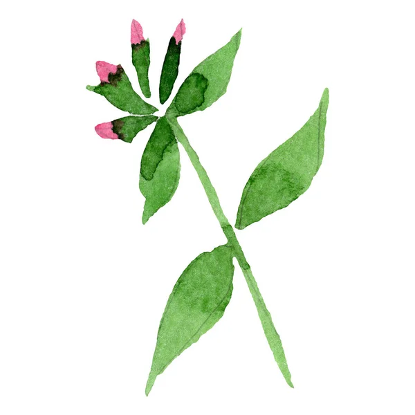Fiori di flox rosa con foglie verdi. Elemento di illustrazione phlox isolato. Acquerello sfondo illustrazione set . — Foto Stock