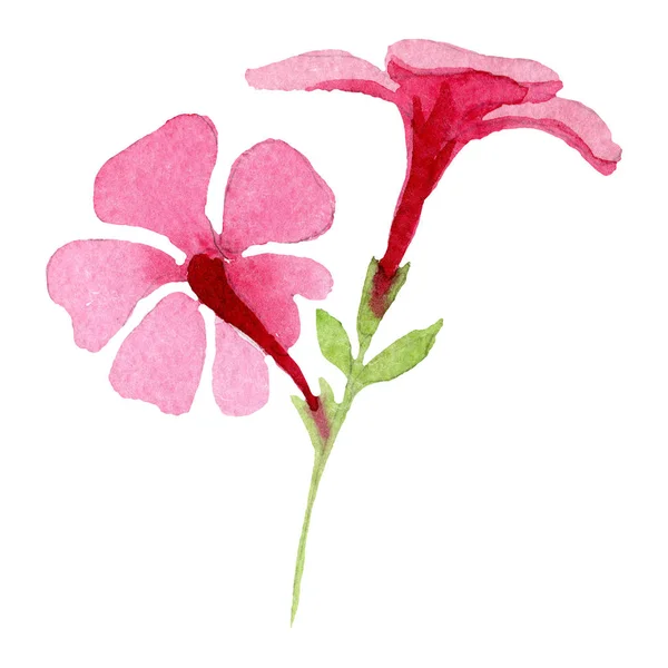 Flores de flóx rosa con hojas verdes. Elemento aislado de ilustración phlox. Acuarela fondo ilustración conjunto . — Foto de Stock
