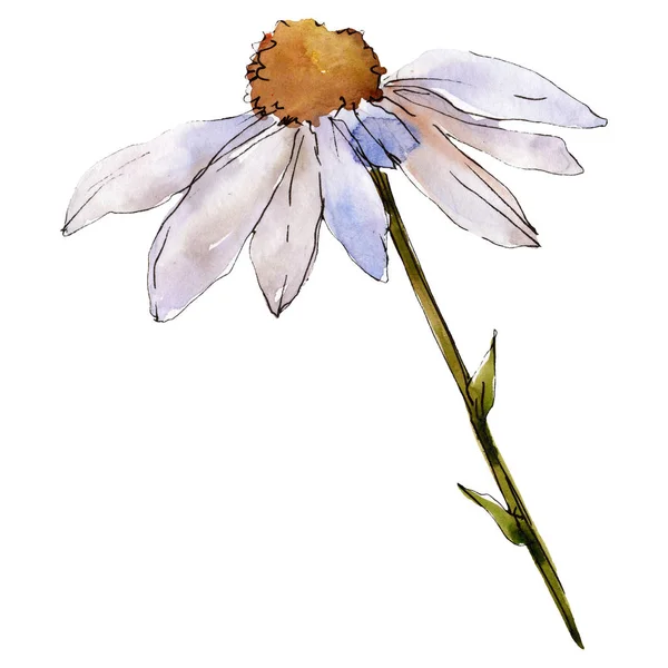 Daisy flor com folhas verdes. Isolado elemento de ilustração margarida. Conjunto de ilustração de fundo aquarela . — Fotografia de Stock
