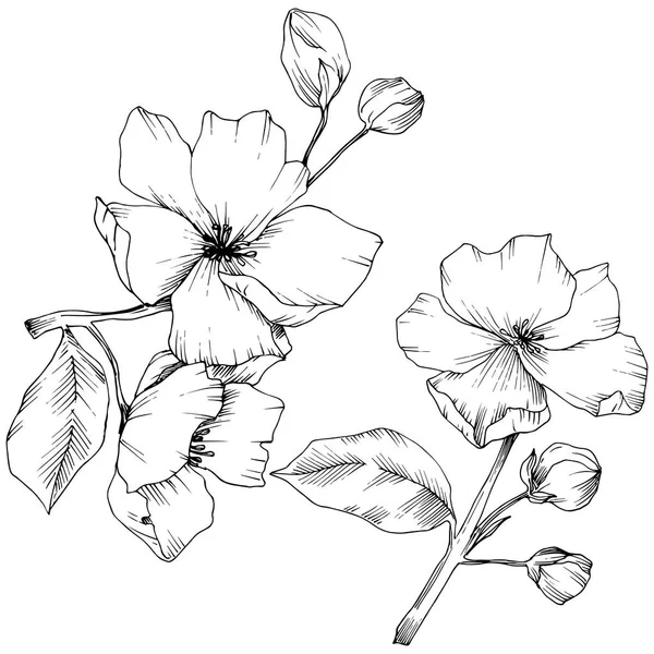 ベクトル。Appe の花の花。野生のばねの葉。孤立したアップル b — ストックベクタ