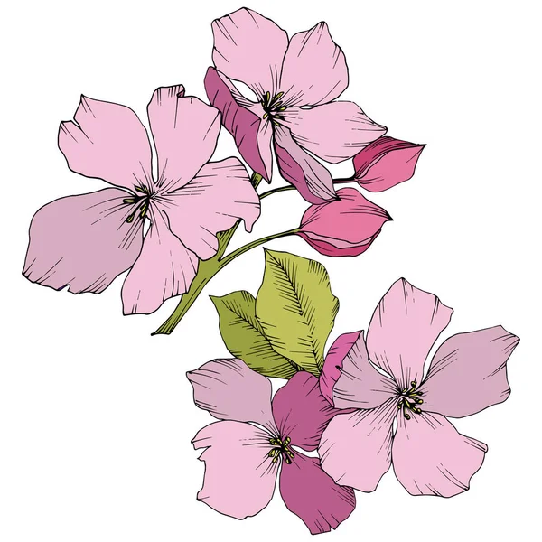 Vector. Appe blossom flowers. Pink and green engraved ink art. I