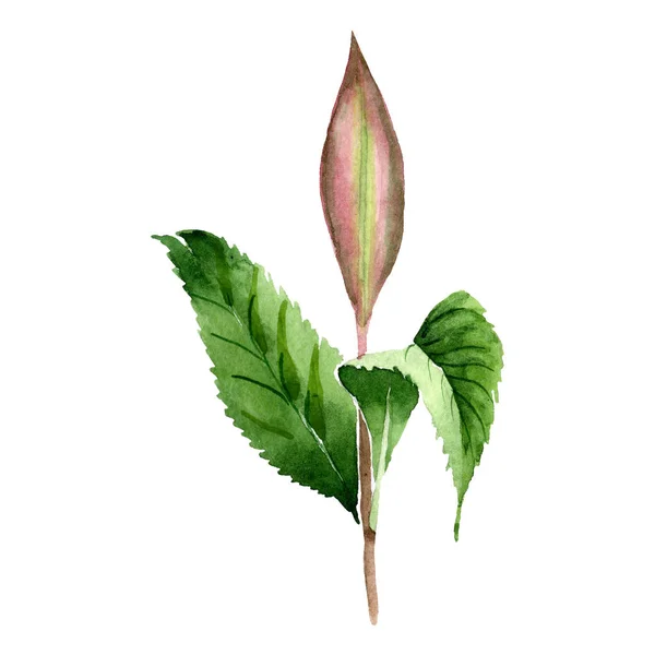 Element ilustracja na białym tle liści zielonej herbaty. Zestaw ilustracji tle akwarela. — Zdjęcie stockowe