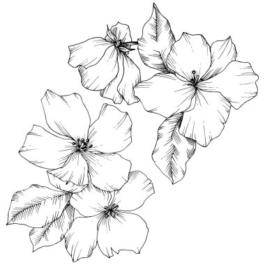 Vektör. Appe çiçeği çiçek. Vahşi bahar yaprak. İzole elma b