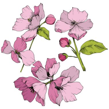 Vektör. Appe çiçeği çiçek. Pembe ve yeşil mürekkep sanat kazınmış. Ben