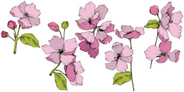 Vektör. Appe çiçeği çiçek. Pembe ve yeşil mürekkep sanat kazınmış. Ben