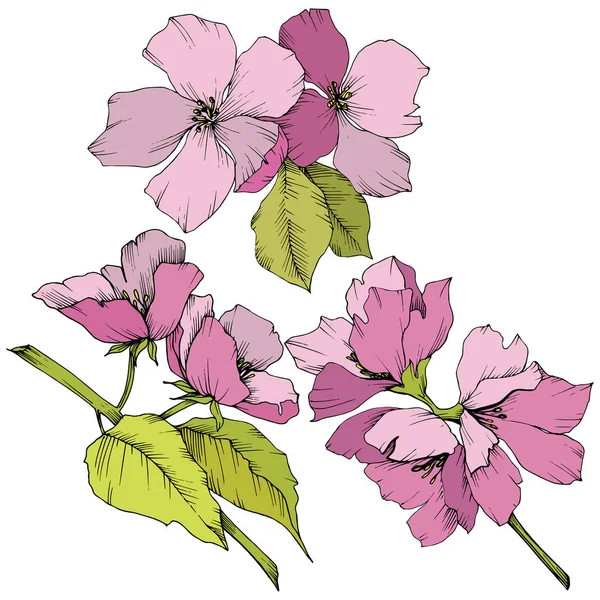 Vector. Flores de flor de appe. Arte de tinta grabada rosa y verde. Yo... — Vector de stock