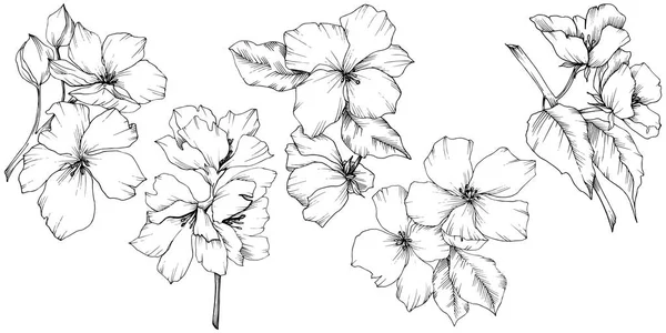 Vector. Flores de flor de appe. Hoja de primavera salvaje. Manzana aislada b — Archivo Imágenes Vectoriales