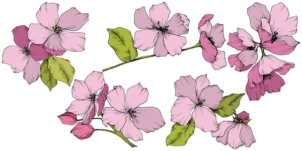 Vector. Appe blossom flowers. Pink and green engraved ink art. I