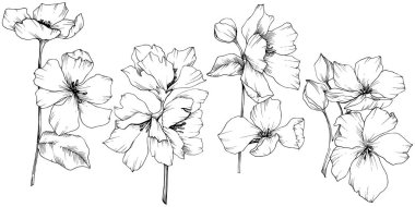 Vektör. Appe çiçeği çiçek. Vahşi bahar yaprak. İzole elma b