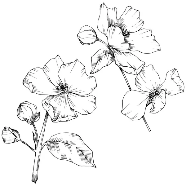 Vector Monochrome Orchids Isolated White Engraved Ink Art — Stock ...