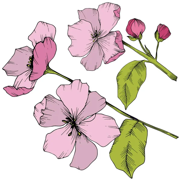 Vector. Flores de flor de appe. Arte de tinta grabada rosa y verde. Yo... — Vector de stock