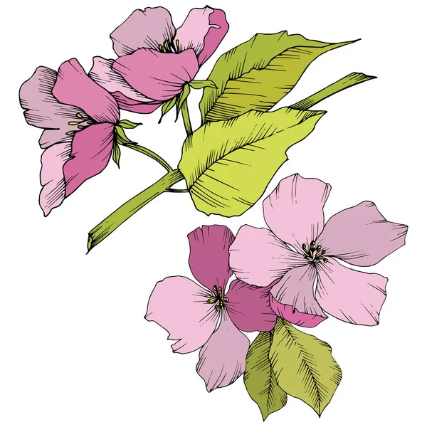 벡터입니다. Appe 꽃 꽃입니다. 핑크와 녹색 잉크 아트를 새겨져 있다. 난 — 스톡 벡터