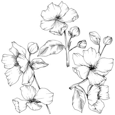 Vektör. Appe çiçeği çiçek. Vahşi bahar yaprak. İzole elma b