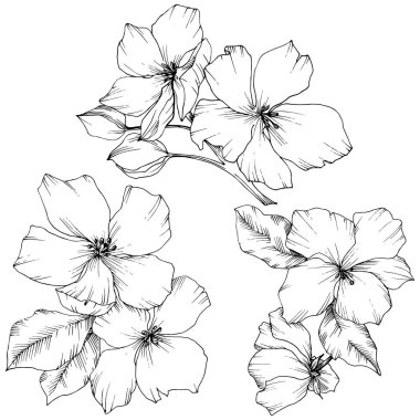 Vektör. Appe çiçeği çiçek. Vahşi bahar yaprak. İzole elma b