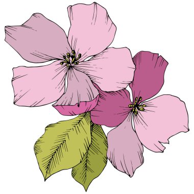 Vektör. Appe çiçeği çiçek. Pembe ve yeşil mürekkep sanat kazınmış. Ben