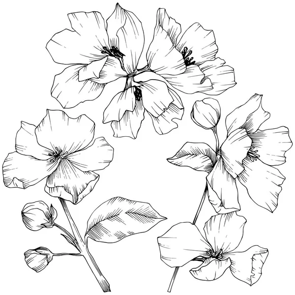 ベクトル。Appe の花の花。野生のばねの葉。孤立したアップル b — ストックベクタ