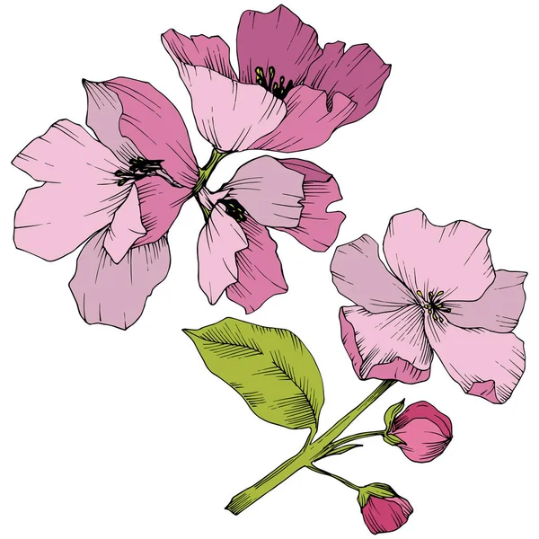 Vector. Appe blossom flowers. Pink and green engraved ink art. I