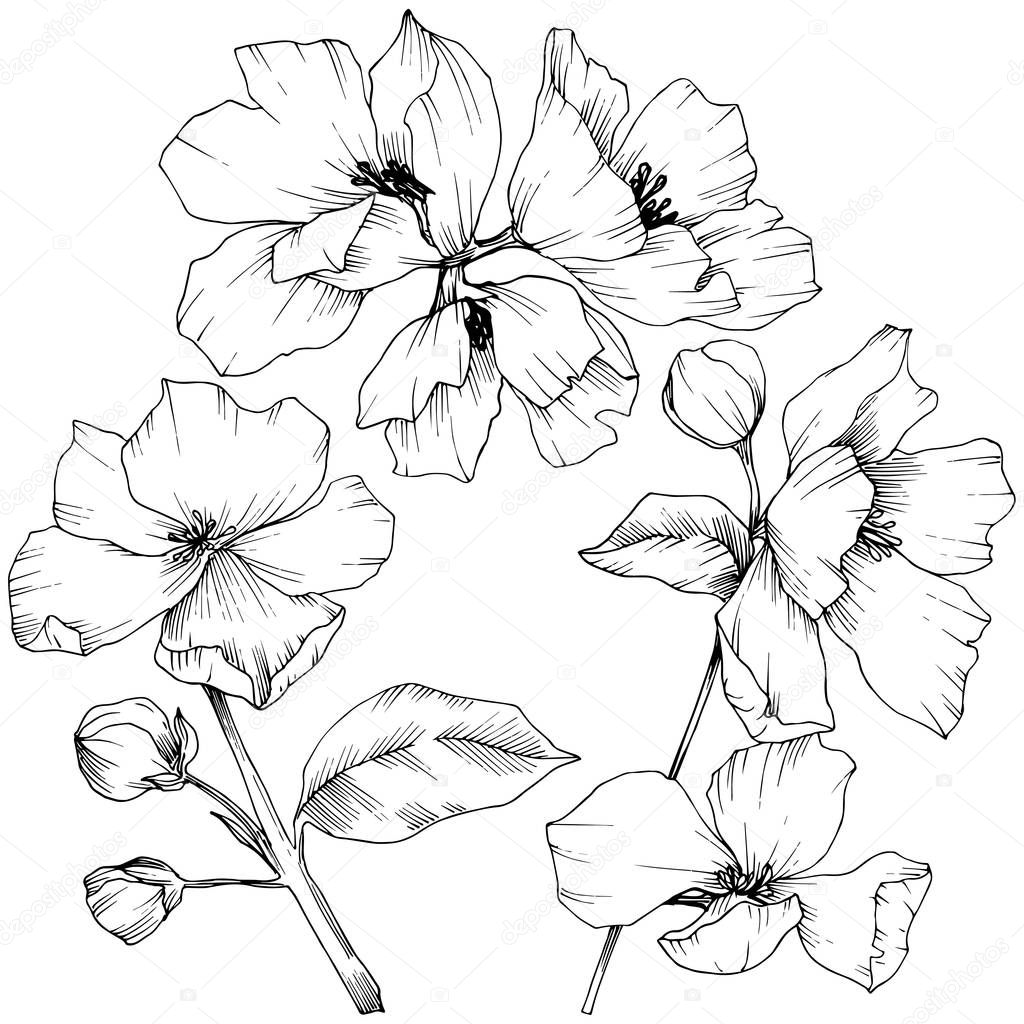 Vector. Appe blossom flowers. Wild spring leaf. Isolated apple b