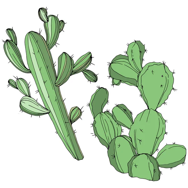Vector Cactus. Fleur botanique florale. Encre gravée verte. Élément d'illustration de cactus isolés . — Image vectorielle
