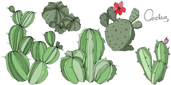 Векторный Кактус. Цветочный ботанический цветок. Зеленая гравировка чернил. Изолированный кактусный иллюстрационный элемент . — стоковый вектор