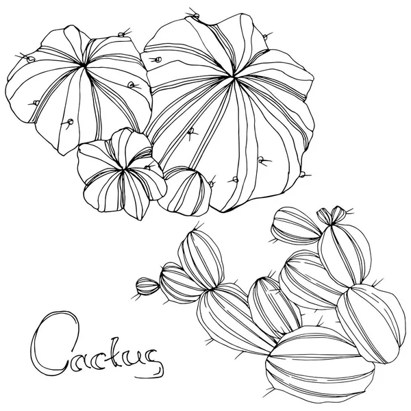 Vector Cactus. Flor botánica floral. Tinta grabada en blanco y negro. Elemento aislado de ilustración de cactus . — Vector de stock