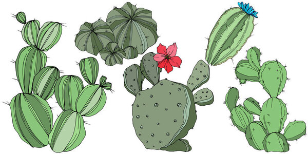 Vector Cactus. Floral botanical flower. Green engraved ink art. Isolated cacti illustration element.