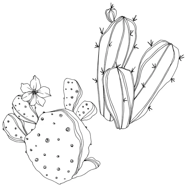 Vector Cactus. Fleur botanique florale. Encre gravée en noir et blanc. Élément d'illustration de cactus isolés . — Image vectorielle