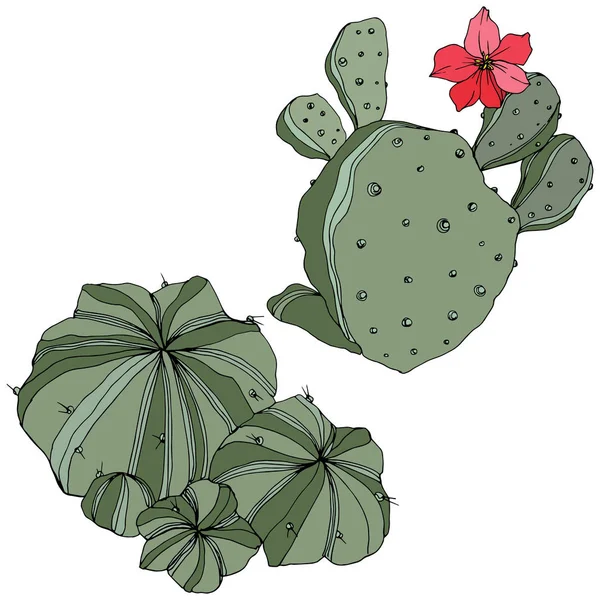 Vector Cactus. Floral botanische bloem. Groene gegraveerde inkt art. Geïsoleerde cactussen afbeelding element. — Stockvector
