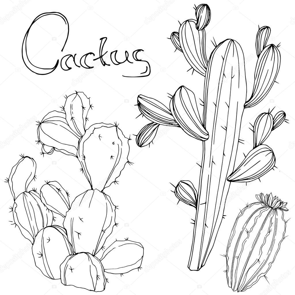 Vector Cactus. Floral botanical flower. Black and white engraved ink art. Isolated cacti illustration element.